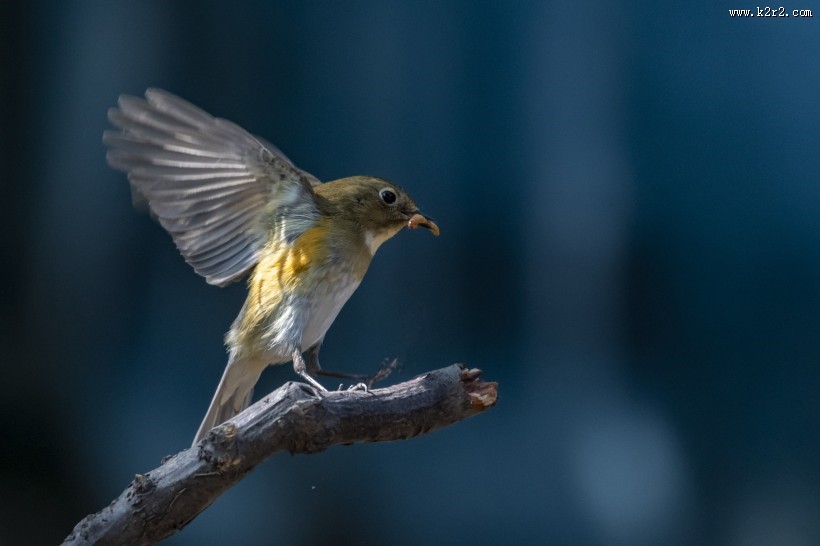 红胁蓝尾鸲鸟类图片大全