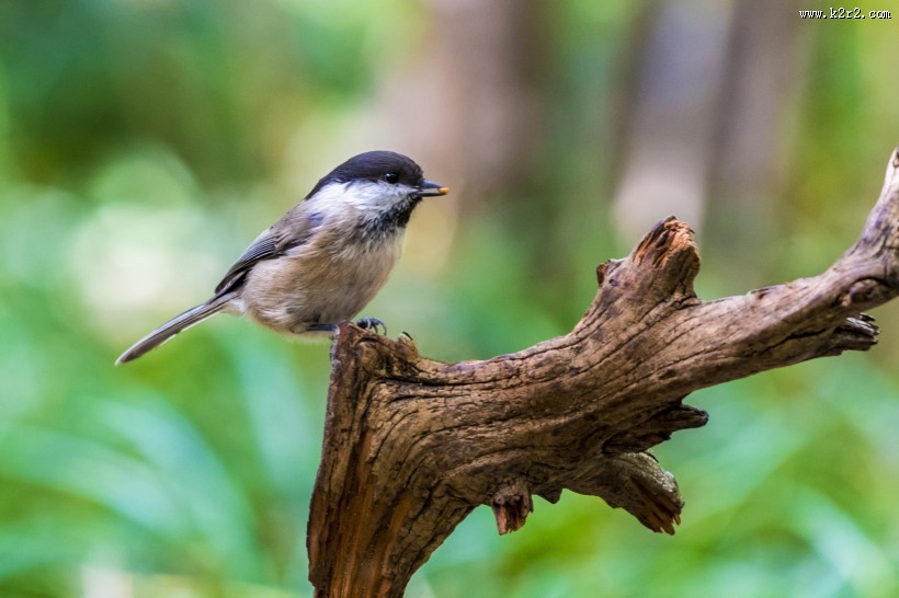 褐头山雀鸟类图片