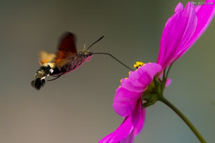 四不像的蜂鸟鹰蛾图片