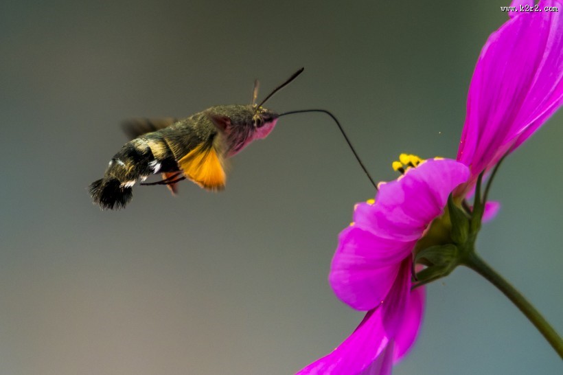 四不像的蜂鸟鹰蛾图片