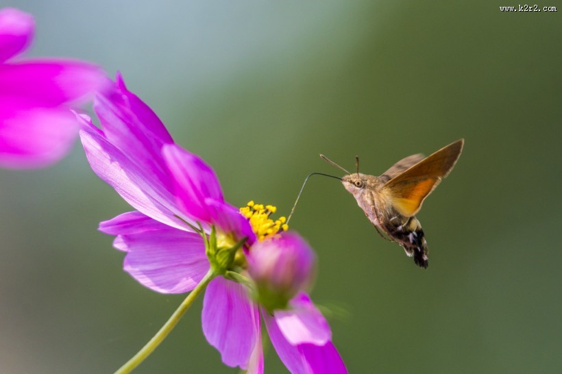 四不像的蜂鸟鹰蛾图片