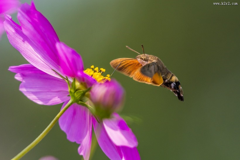 四不像的蜂鸟鹰蛾图片