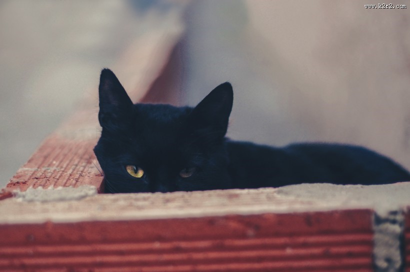 黑色的猫图片