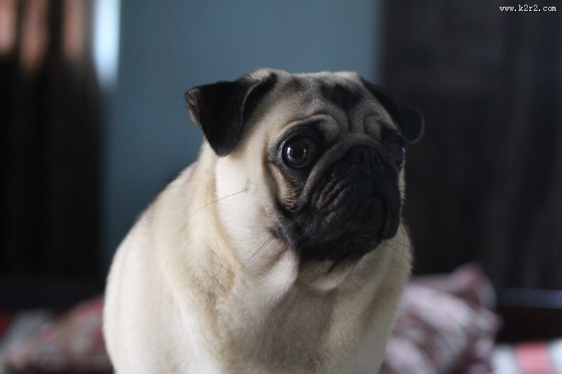 可爱的沙皮狗图片