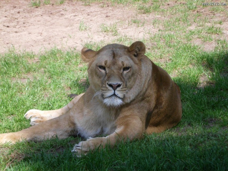 趴在草地上的母狮子图片