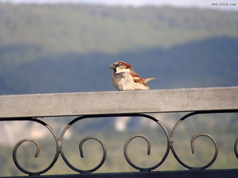 小巧玲珑的麻雀图片