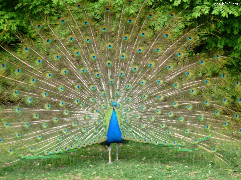 孔雀开屏图片