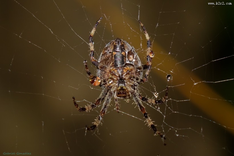 蜘蛛网高清图片大全