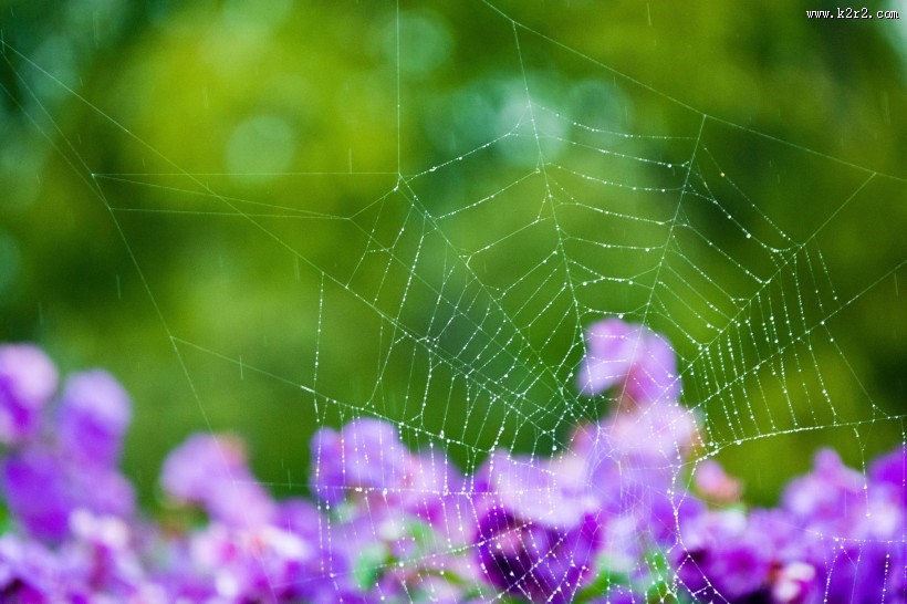蜘蛛网高清图片大全