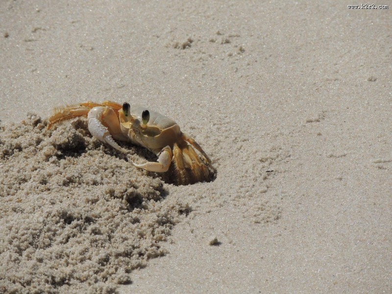 沙滩上的螃蟹图片