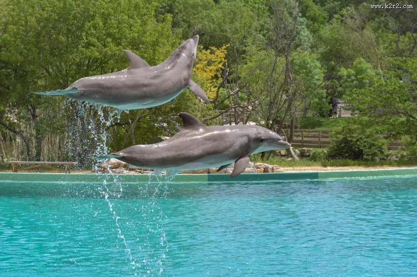 活泼可爱的海豚图片大全