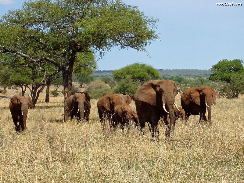 聚在一起的象群图片大全