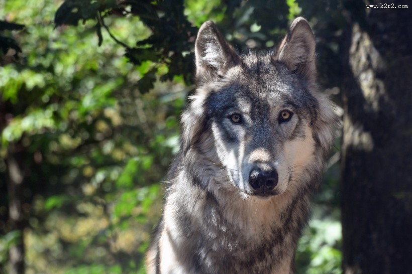 目光凶狠的野狼图片