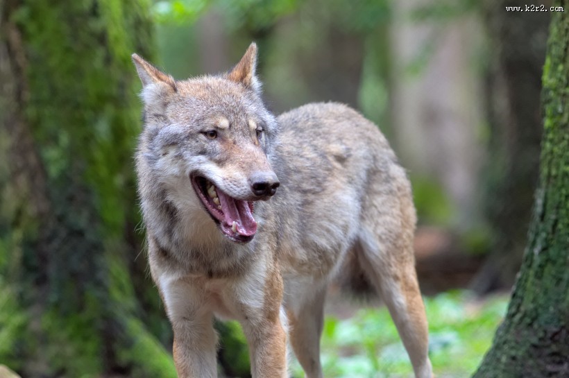 目光凶狠的野狼图片
