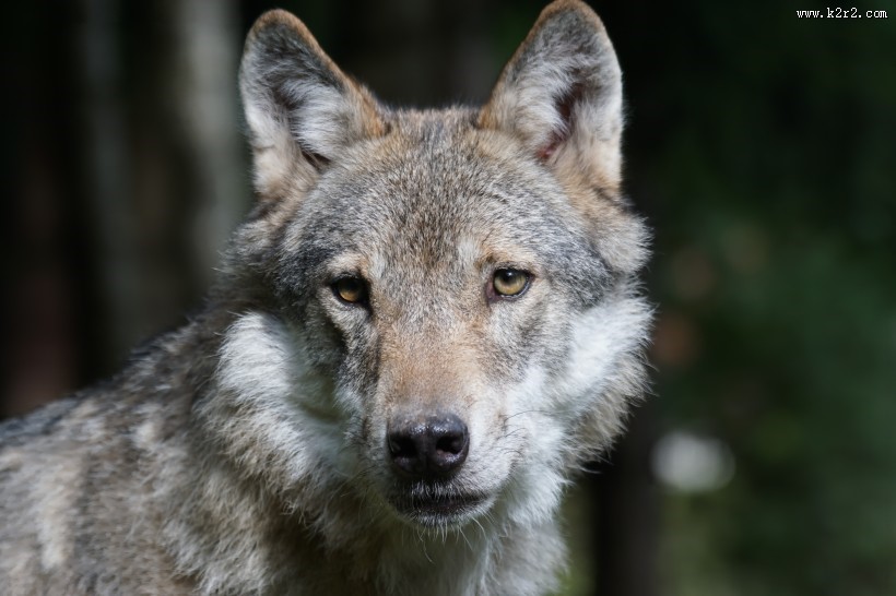 目光凶狠的野狼图片