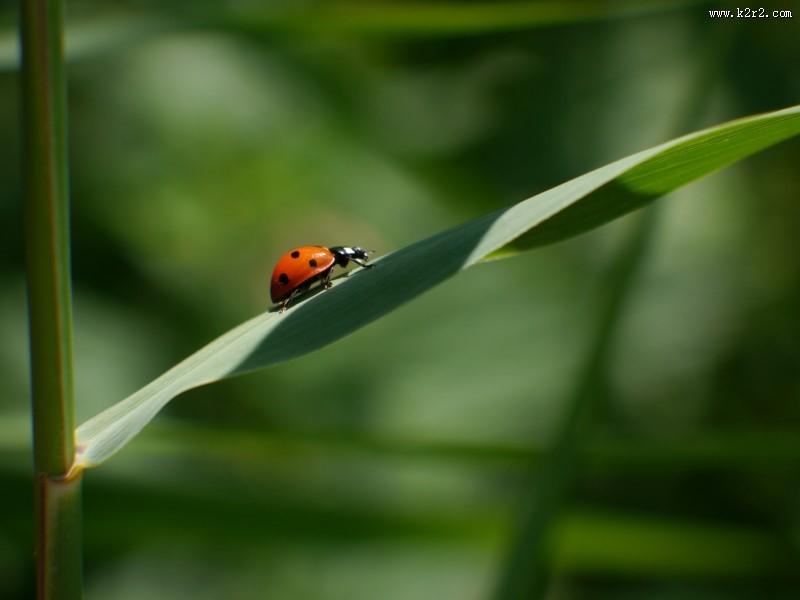 绿叶上的瓢虫图片