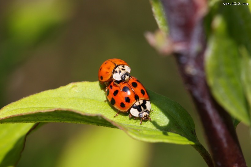 绿叶上的瓢虫图片