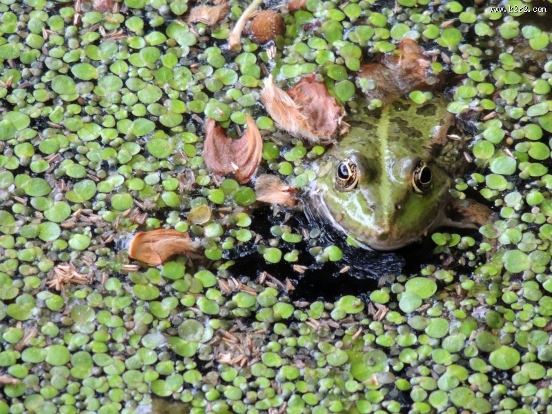 青蛙高清图片