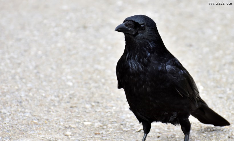 一只黑色羽毛的乌鸦图片