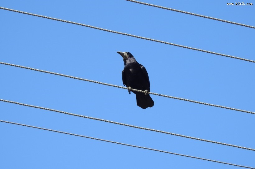 一只黑色羽毛的乌鸦图片
