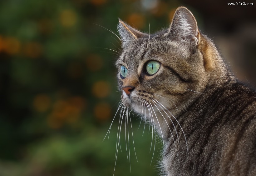 睁大双眼的小猫图片大全