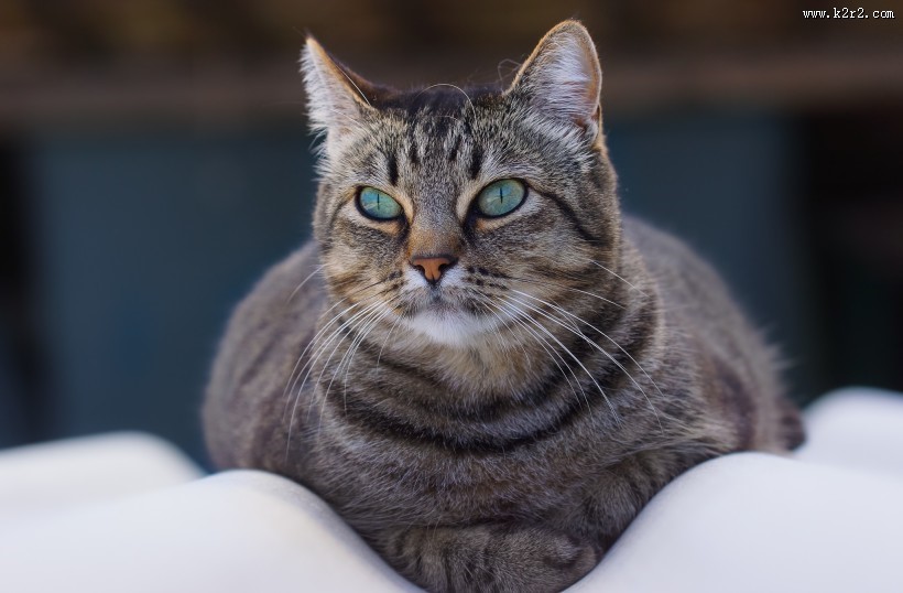 睁大双眼的小猫图片大全