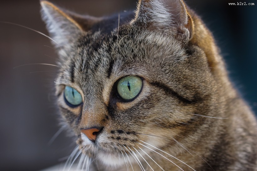 睁大双眼的小猫图片大全