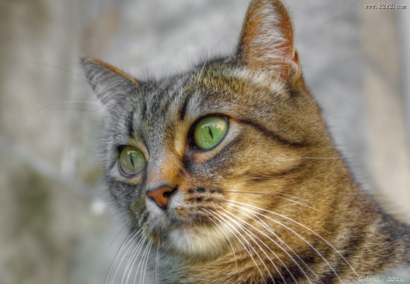 睁大双眼的小猫图片大全