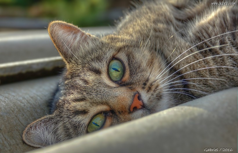 睁大双眼的小猫图片大全
