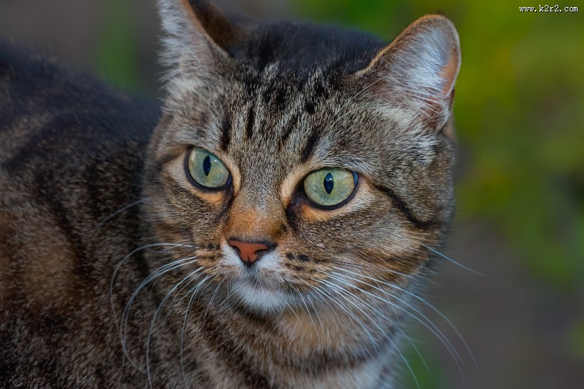 睁大双眼的小猫图片大全