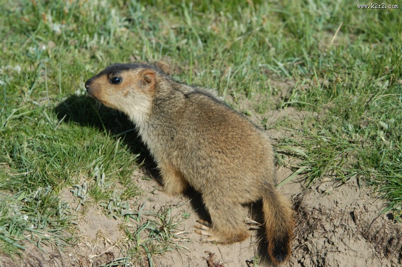 惹人喜爱的灰色小松鼠图片