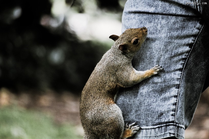 惹人喜爱的灰色小松鼠图片