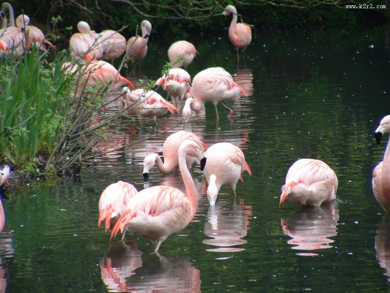 一群火烈鸟图片