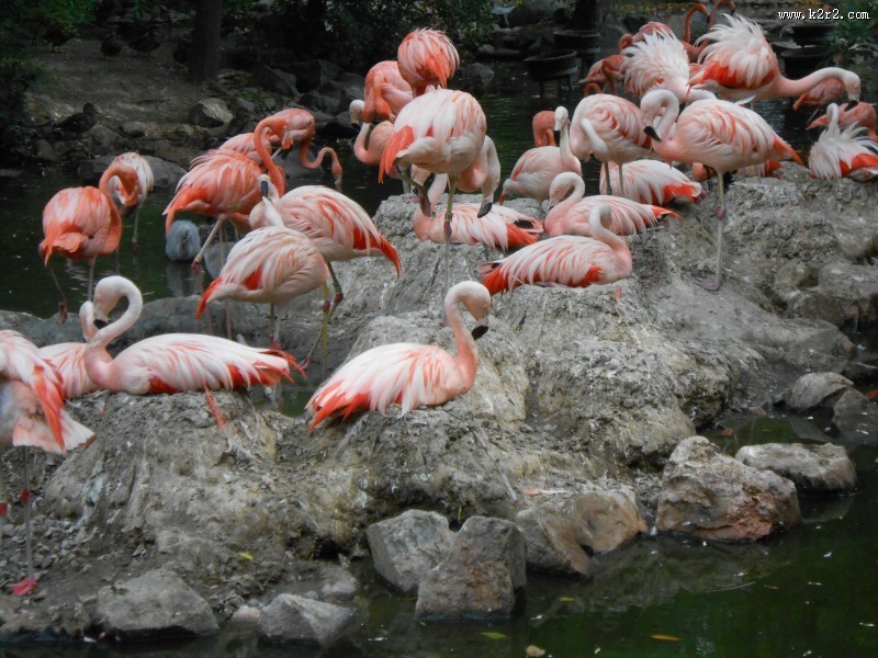 一群火烈鸟图片