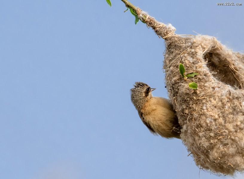 中华攀雀鸟类图片大全