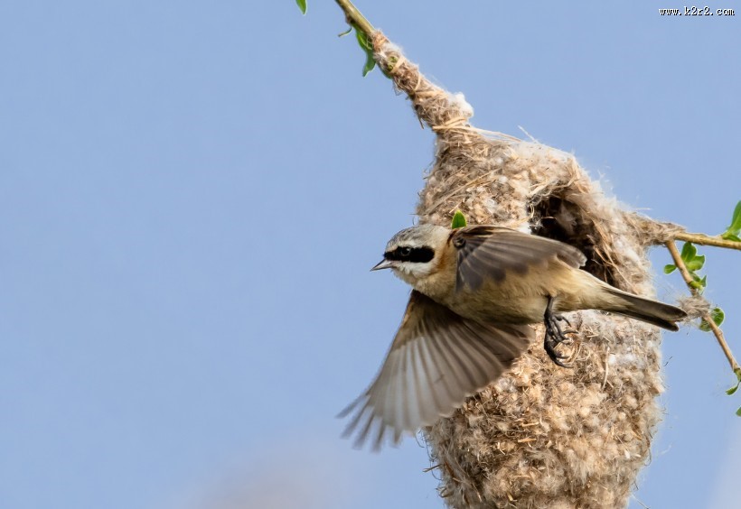 中华攀雀鸟类图片大全