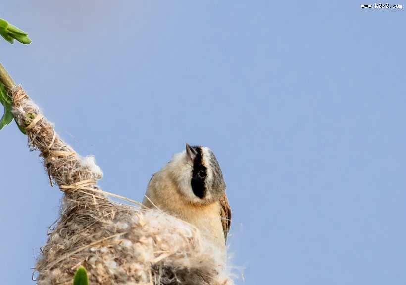 中华攀雀鸟类图片大全