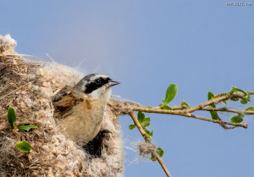 中华攀雀鸟类图片大全