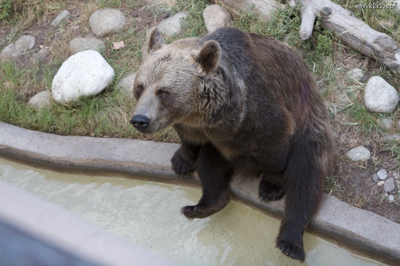 体型庞大的棕熊图片大全