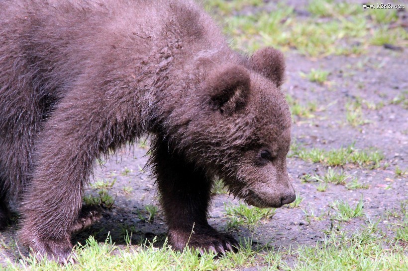 体型庞大的棕熊图片大全