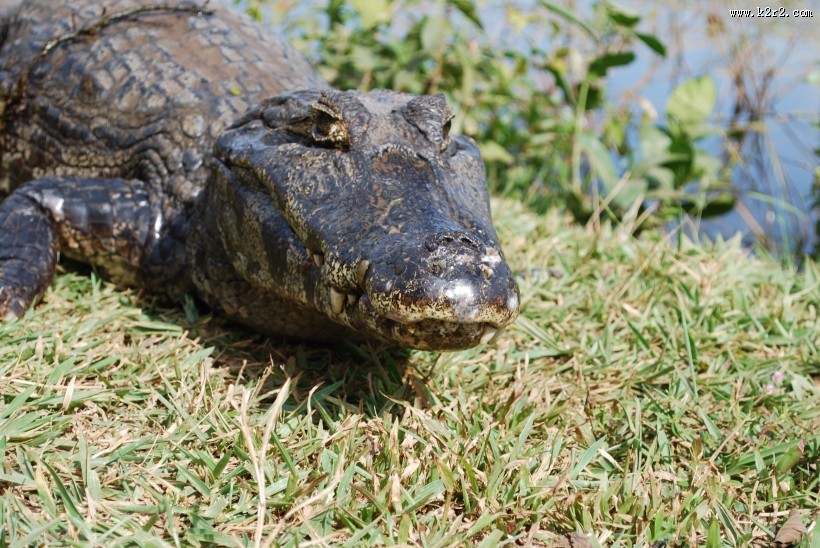 凶猛的鳄鱼图片