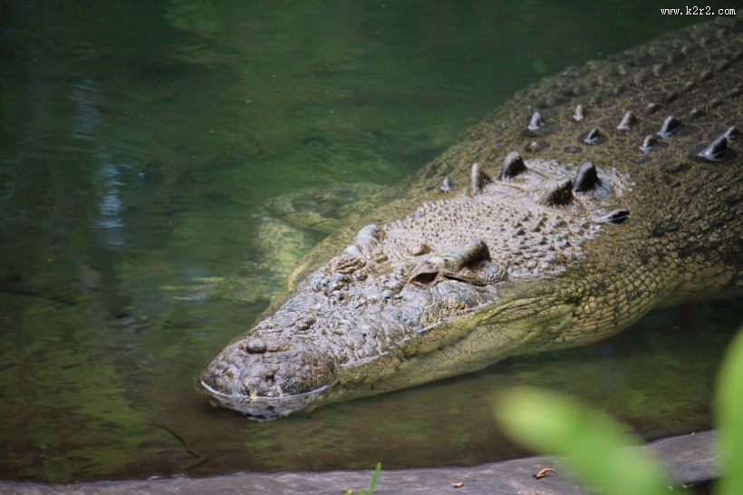 凶猛的鳄鱼图片