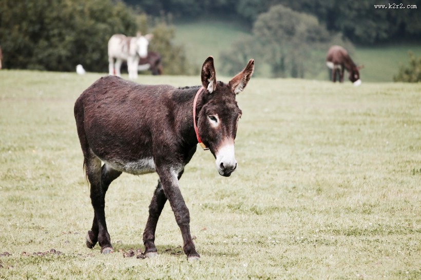 蠢萌的毛驴图片大全