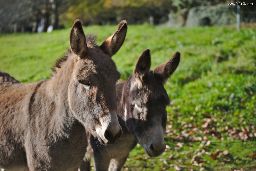 蠢萌的毛驴图片大全