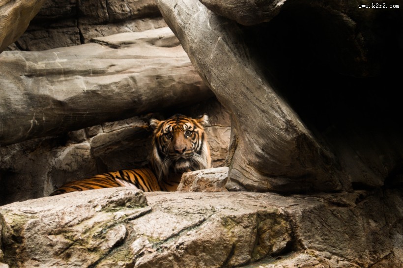 健壮的老虎图片