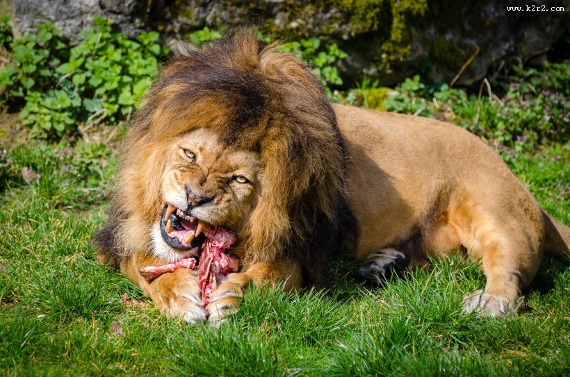 体格雄健的狮子图片