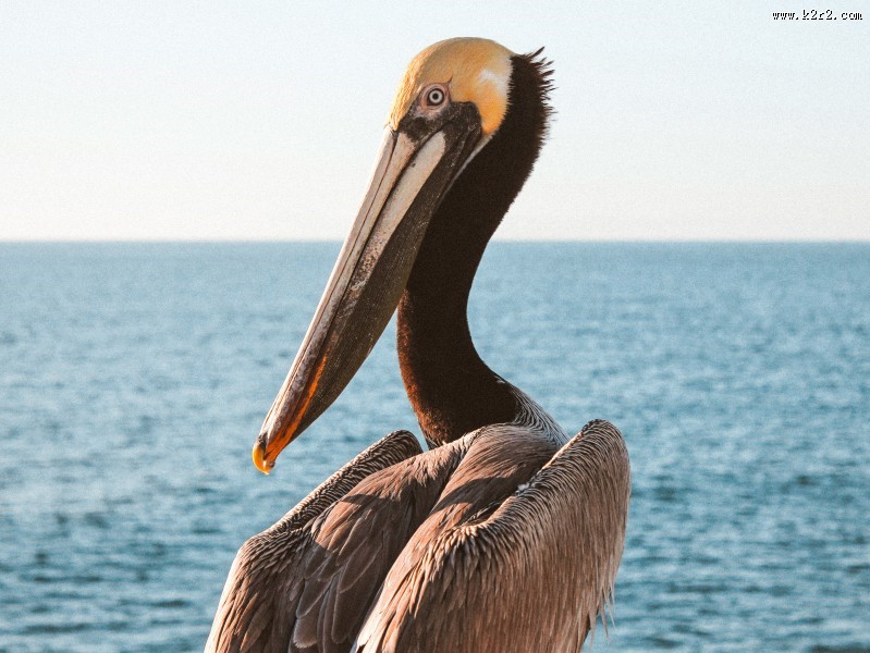 体型粗大的鹈鹕图片