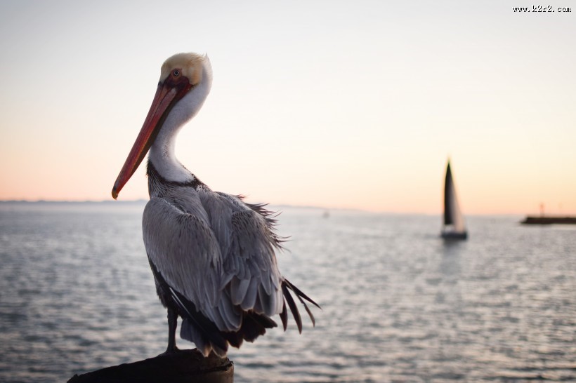 体型粗大的鹈鹕图片