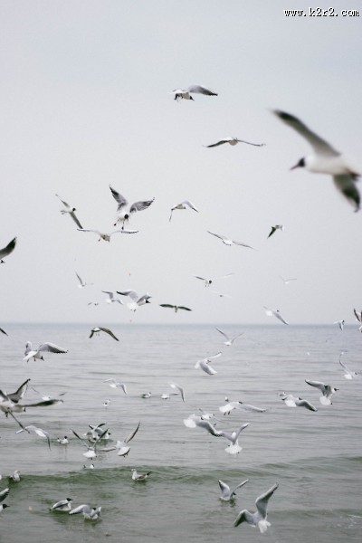 成群结队的海鸥图片