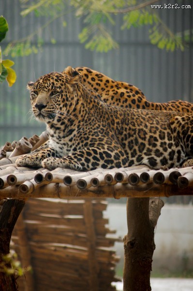 凶猛的金钱豹图片